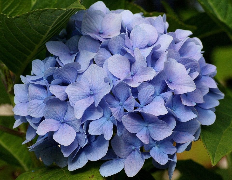 Fotos de hortensias azules