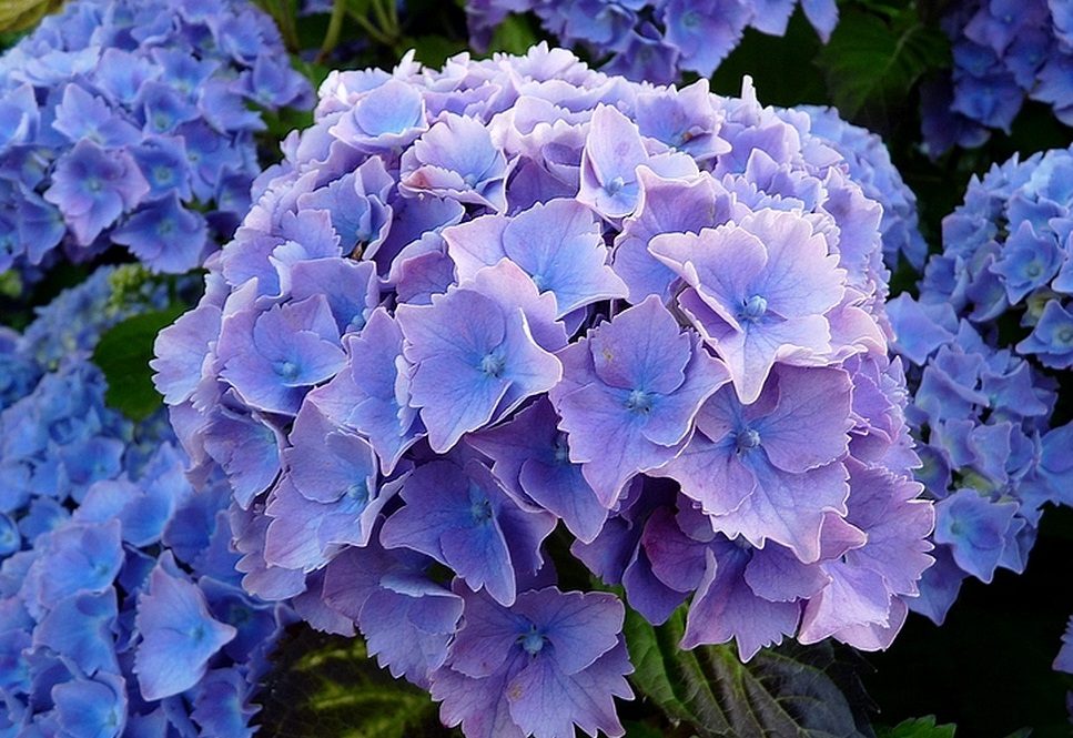 Hortensias de color azul