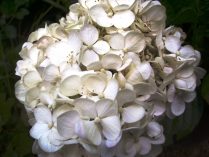Fotos de hortensias blancas