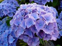 Hortensias de color azul
