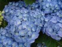 Imágenes de hortensias azules